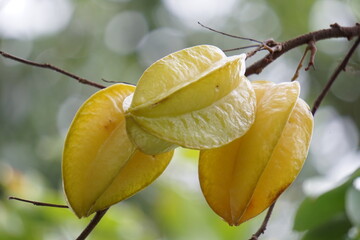 Fresh ripe star fruit in orchard.