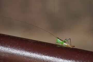 Green grasshopper on the steel railing