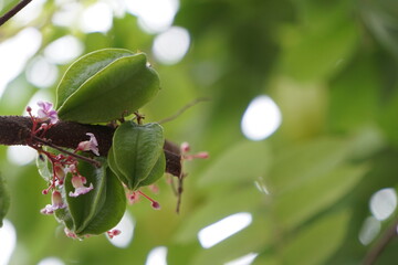Green star fruit along with its flowers on tree. Blurred nature background.
