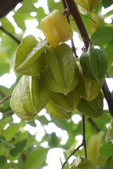 Star fruit hanging on a tree