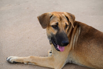 Brown Thai dog look at right on the beach