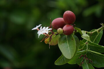 Close up Carunda or Karonda in the garden in Thailand.