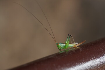 Close up Green grasshopper on the steel railing