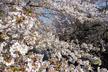 春爛漫_桜満開