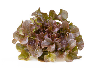 red oak leaf lettuce on a white background