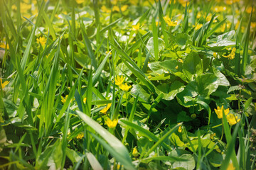 Yellow blooming buttercup on a sunny spring forest glade	