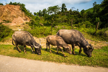 Animals in Phong Nha Vietnam landscape