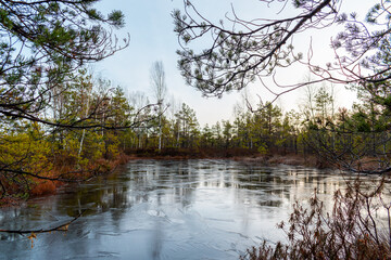 Small frozen lake surrounded with trees during winter in the Cenas swamp in Latvia
