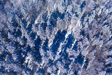 Top view to wood from bird's eye. Amazing winter scene. Christmas theme. Winter background