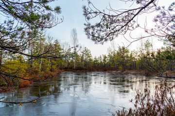 Small frozen lake surrounded with trees during winter in the Cenas swamp in Latvia