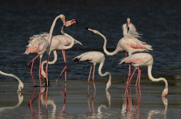 Greater Flamingos territory fight while feeding at Tubli bay, Bahrain