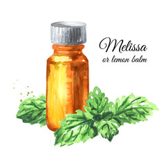 Sprig of medicinal plant Melissa or lemon balm and bottle of essential oil. Watercolor hand drawn illustration isolated on white background