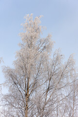 birch on a cold winter day