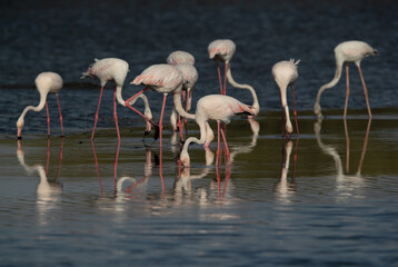 Greater Flamingos feeding with dramtic hue on water at Tubli bay in the morning, Bahrain