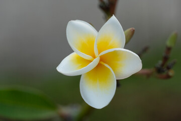 A single white plumeria flower and warm yellow interior stand out in the center of the picture. with background of tree branches and morning environment.