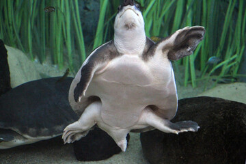 Papua-Weichschildkroete