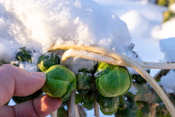 Fresh Brussels sprouts are picked from the plant with your fingers, in the winter