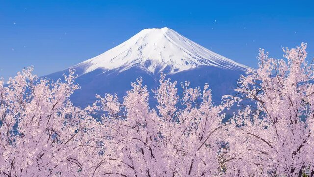 富士山と風に揺れる満開の桜・青空へ舞い上がる花びらの3Dモーショングラフィックス / ループ再生可能 / 日本の春の象徴的イメージ / Mt. Fuji, cherry blossoms in full bloom, and petals soaring into the blue sky. 3D rendered animation that can be played on a loop.