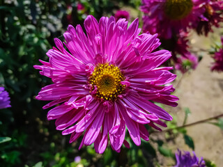 Aster is a genus of perennial flowering plants in the family Asteraceae. Its circumscription has been narrowed, and it now encompasses around 180 species,