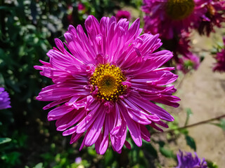 Obraz premium Aster is a genus of perennial flowering plants in the family Asteraceae. Its circumscription has been narrowed, and it now encompasses around 180 species,