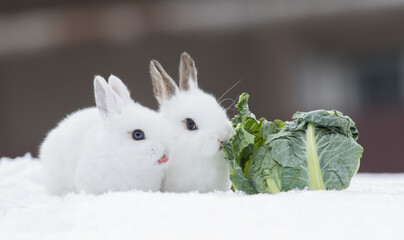 white rabbit eating cabbage in the snow