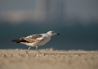 A juvenile Lesser Black-backed Gull takeoff at Busaiteen coast, Bahrain