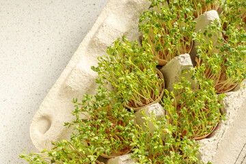 cress in eggshells, Egg Carton Seedlings