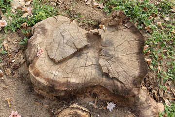 Fototapeta premium Old tree stump on ground flooring in the garden closeup.