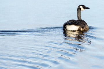 Obraz premium Canada Goose Wake