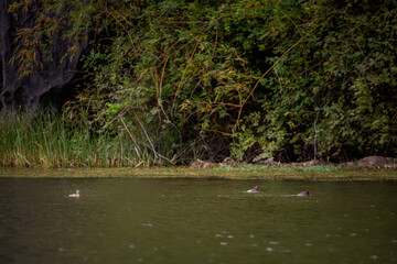 Van Long in Tam Coc Vietnam