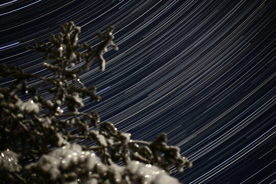 Long exposure startrail shot with snowy pine in the foreground