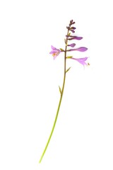 looming Hosta Flower isolated on white background. Hosta is a genus of plants commonly known as hostas,