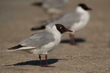 Selective focus on the front Black-headed gull in breeding plumage at Busaiteen coast, Bahrain