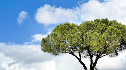 Fototapeta na wymiar World environment day concept: Big tree over sky background.