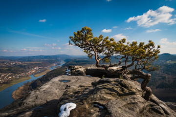 wetterkiefer auf dem Lilienstein mit blick zur Elbe © LokiPi