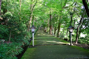 苔の道