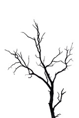 Dry branch of dead tree with cracked dark bark.beautiful dry branch of tree isolated on white background.Single old and dead tree.Dry wooden stick from the forest isolated on white background .