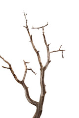 Dry branch of dead tree with cracked dark bark.beautiful dry branch of tree isolated on white background.Single old and dead tree.Dry wooden stick from the forest isolated on white background .