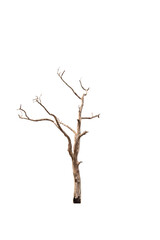 Fototapeta premium Dry branch of dead tree with cracked dark bark.beautiful dry branch of tree isolated on white background.Single old and dead tree.Dry wooden stick from the forest isolated on white background .