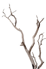 Dry branch of dead tree with cracked dark bark.beautiful dry branch of tree isolated on white background.Single old and dead tree.Dry wooden stick from the forest isolated on white background .