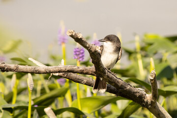 Eastern Kingbird on a Limb