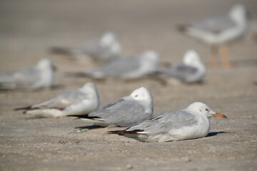 Sender-billed seagulls resting at Busaiteen coast, Bahrain
