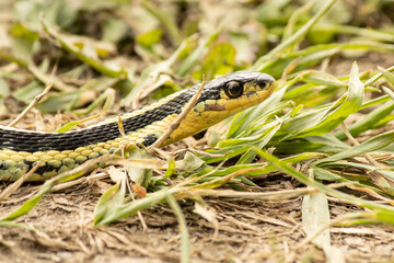 Garter Snake in the Grass
