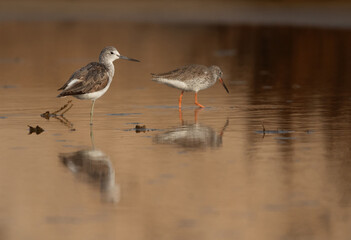 Common Greenshank and Redshank in a water body