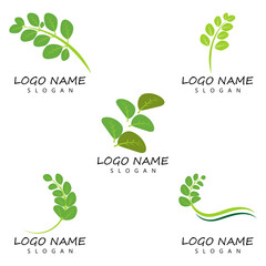Moringa leaf Logo Template vector symbol nature