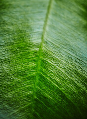 Bright fresh green leaf background
