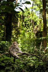 Singes dans la jungle à Bali