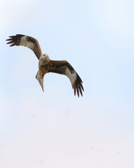 Red Kite focussed in flight