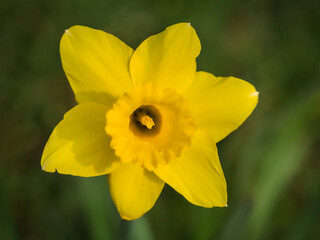 yellow daffodils in spring