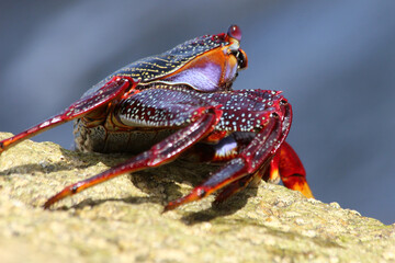 rote_Klippenkrabbe